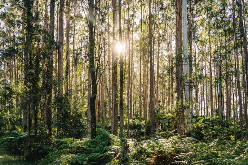 Wood Is Renewable